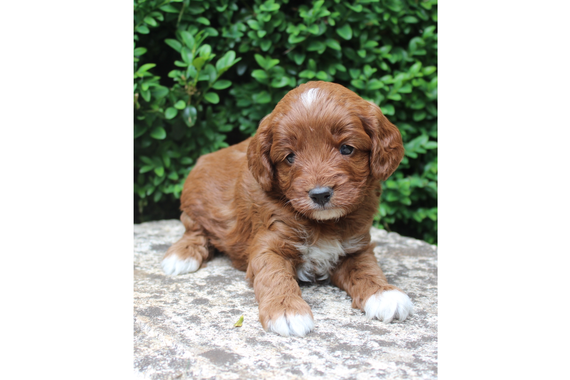 Cavoodle puppies best sale for sale illawarra