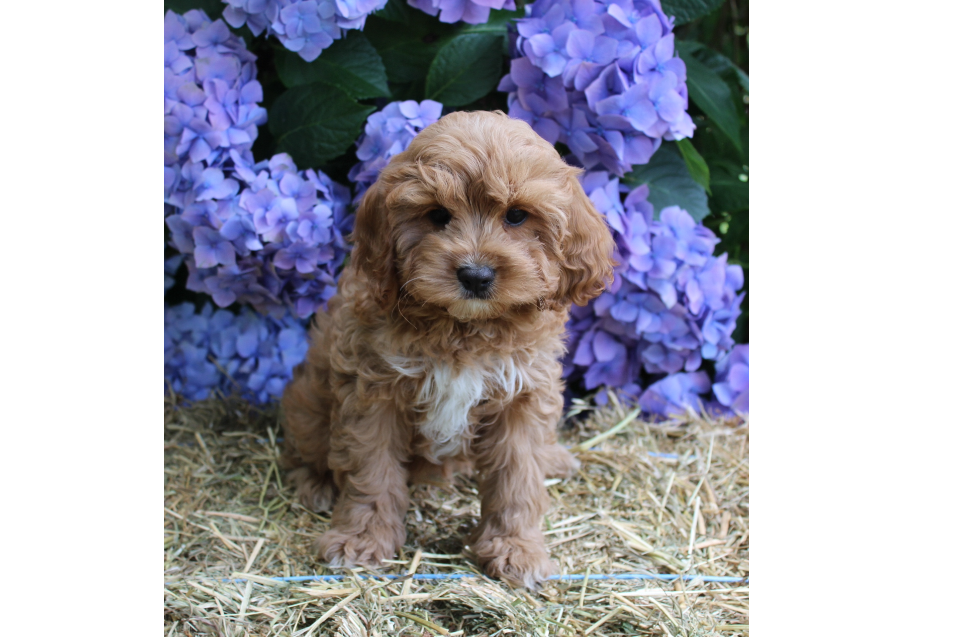 Chocolate cavoodle 2024 for sale