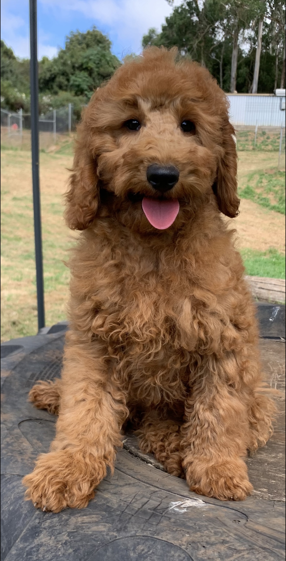 Billabong creek best sale puppies for sale